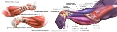мышцы предплечья анатомия myshczy-predplechya-anatomiya a