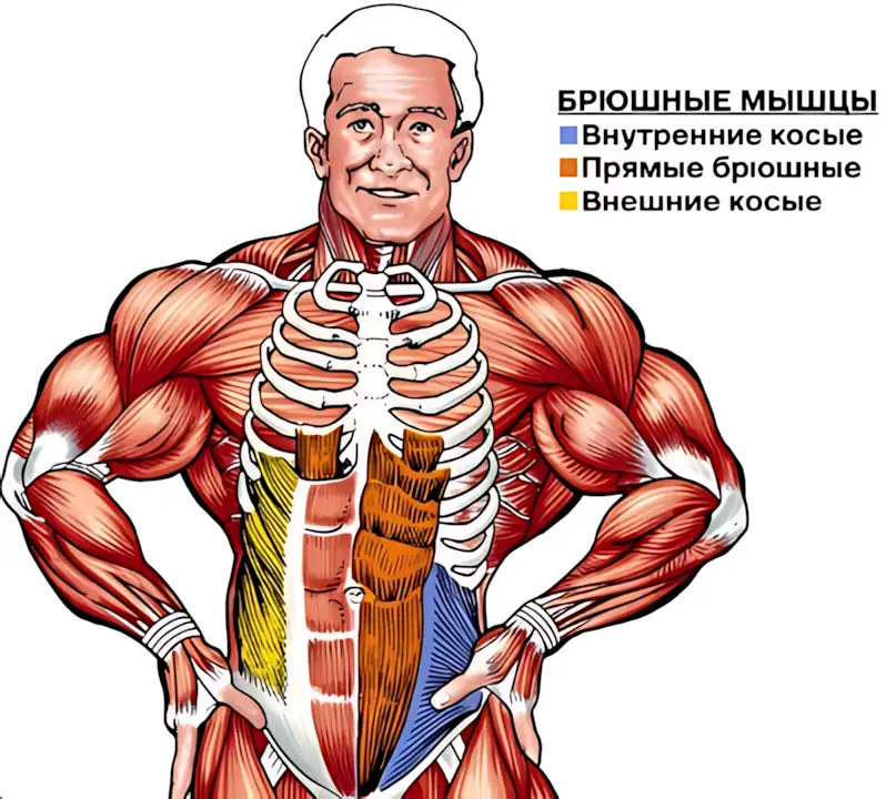 мышцы пресса анатомия фото