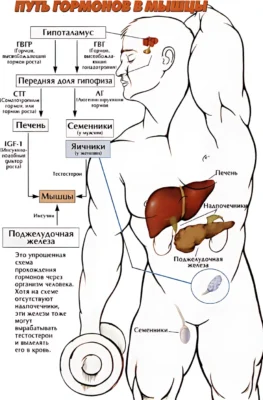 путь гормонов в мышцы ф