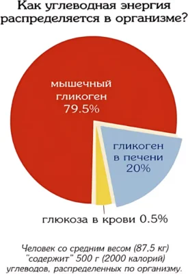 как энергия углеводов распределяется в организме распределение углеводов в организме ф