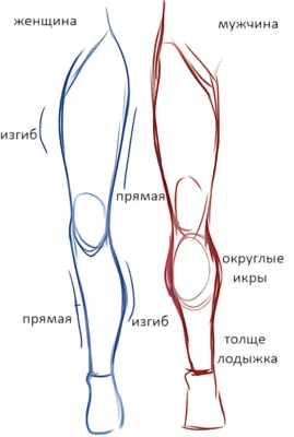 razlichie-muzhskih-i-zhenskih-nog ф