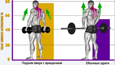 shragi-aktivacziya-trapeczij-issledovanie ф