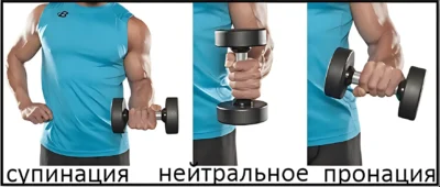 Виды хвата гантели supinacziya-pronacziya-i-nejtralnoe-polozhenie-kisti-ruki-s-gantelyu ф