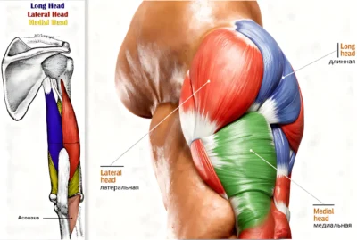 трицепс строение и анатомия triczeps-anatomiya ф
