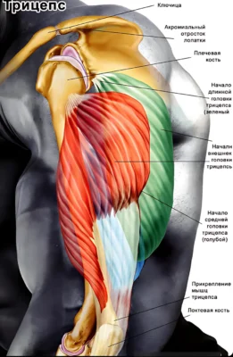 трицепс анатомия triczeps anatomy a