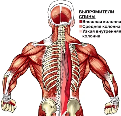 выпрямители спины анатомия фото