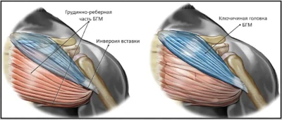 anatomiya-bolshoj-grudnoj-myshczy