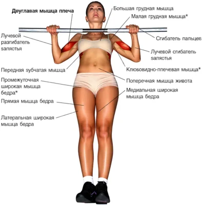 Gorizontalnyie-podtyagivaniya-myishtsyi up австралийские подтягивания мышцы