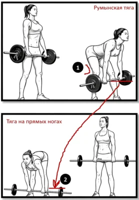 Чем отличается мертвая тяга на прямых ногах от румынской становой тяги chem-otlichaetsya-mertvaya-tyaga-na-pryamyh-nogah-ot-rumynskoj-stanovoj-tyagi