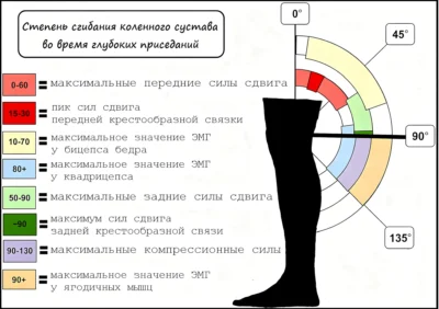 Приседания в Смите эффективная глубина приседа effektivnaya-glubina-prisedanij-issledovaniya