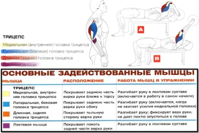 franczuzskij-zhim-myshczy-2