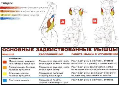 franczuzskij-zhim-stoya-lezha-v-krossovere-myshczy-2-1 franczuzskij-zhim-stoya-lezha-v-krossovere-myshczy-2-1