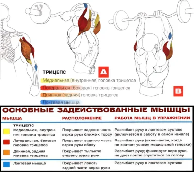 franczuzskij-zhim-stoya-myshczy-2