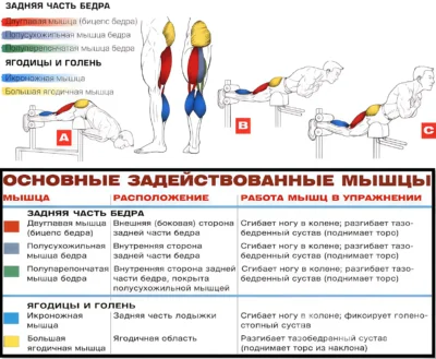 Гиперэкстензия мышцы в работе giperekstenziya-myshczy_imgupscaler