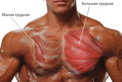малая и большая грудная анатомия грудных мышц malaya-i-bolshaya-grudnaya-anatomiya-grudnyh-myshcz