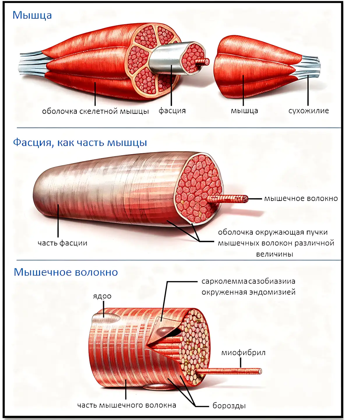 myshechnaya-fascziya-eto-poyasnenie-anatomiya