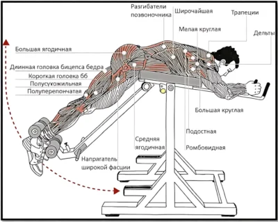 obratnaya-giperekstenziya-myshczy obratnaya-giperekstenziya-myshczy