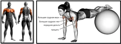 otzhimaniya-pod-uglom-vniz-myishtsyi-up