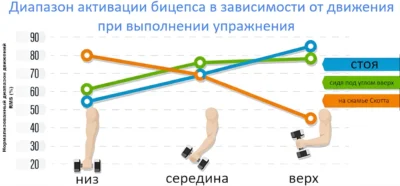 подъем на бицепс вариации диапазон движения, исследование подъем на бицепс вариации диапазон движения, исследование