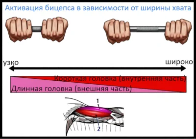 podem-shtangi-na-biczeps-aktivacziya-biczepsa-v-zavisimosti-ot-shiriny-hvata up