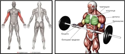 Pod'em-shtangi-na-bitseps-stoya-myishtsyi podem-shtangi-na-bitseps-stoya-myishtsyi