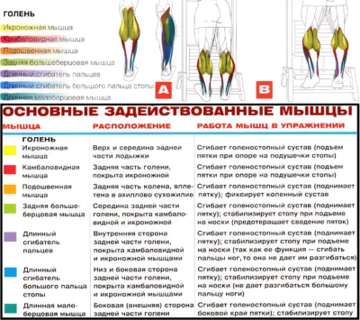 podemy-na-noski-stoya-myshczy-2