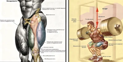 prisedaniya-v-smite-silovoj-rame-anatomiya prisedaniya-v-smite-silovoj-rame-anatomiya