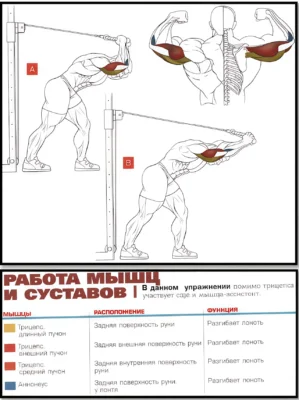 razgibanie-ruk-na-bloke-iz-za-golovy-stoya-anatomiya