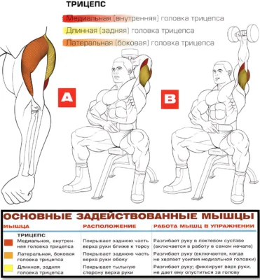 razgibanie-ruki-s-gantelyu-iz-za-golovy-myshczy-2