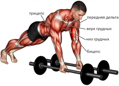 razvedenie-ruk-lezha-litsom-vniz-myishtsyi