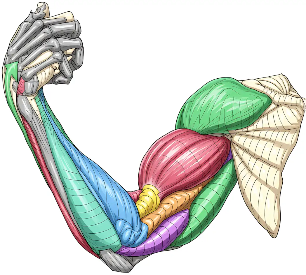 упражнения для рук раздел сайта ruki-anatomiya-logo