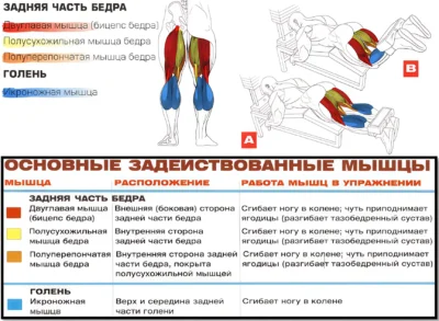 sgibanie-nog-lezha-myshczy-2