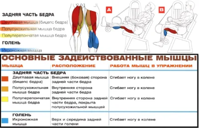 sgibanie-nog-sidya-myshczy-2