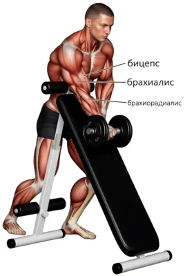 sgibanie-ruk-s-gantelyu-s-uporom-o-naklonnuyu-skamyu-myshczy(1)