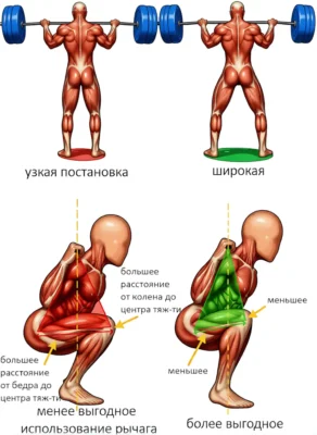 shirokie-i-uzkie-prisedaniya-rychagi-risunok