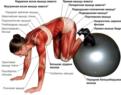 складной нож на фитболе мышцы