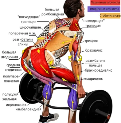Становая с трэп грифом мышцы фото