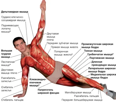 т-отжимания мышцы