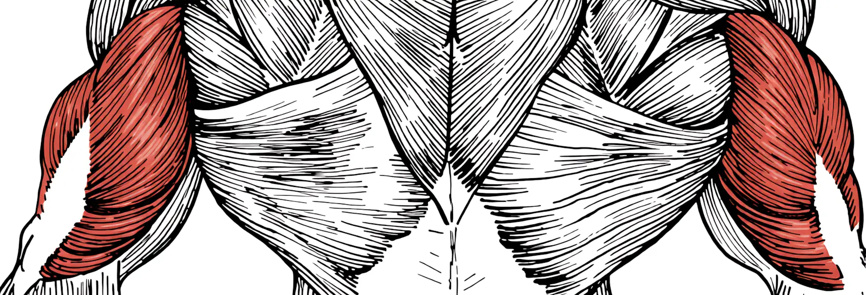 упражнения на трицепс раздел сайта triczepsy-anatomiya-logo