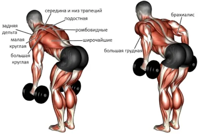 Tyaga-dvuh-ganteley-v-naklone-myishtsyi tyaga-dvuh-ganteley-v-naklone-myishtsyi