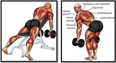 tyaga-ganteley-lezha-na-skame-pod-uglom-vverh-myishtsyi