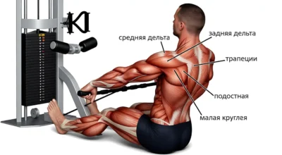 Тяга нижнего блока на задние дельты мышцы tyaga-nizhnego-bloka-na-zadnie-delty-myshczy(1)