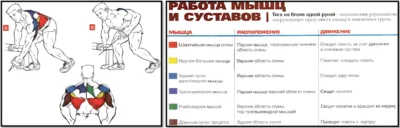 Тяга одной рукой в кроссовере мышцы 2 tyaga-odnoj-rukoj-v-krossovere-myshczy-2