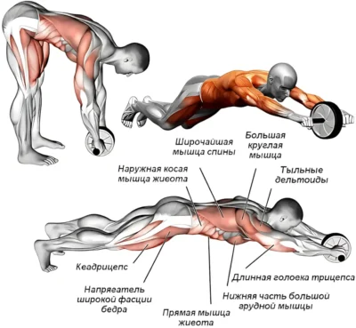 Упражнение ролик для пресса мышцы uprazhnenie-rolik-dlya-pressa-myshczy