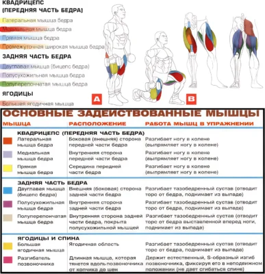 Выпады назад мышцы 2 vypady-nazad-myshczy-2