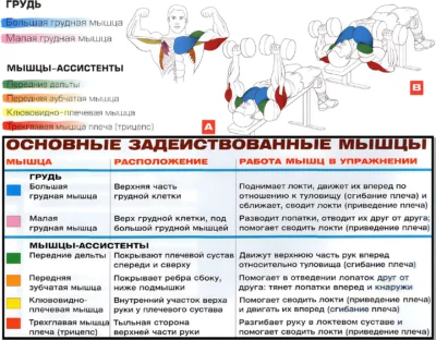 zhim-gantelej-na-naklonnoj-skame-myshczy-2