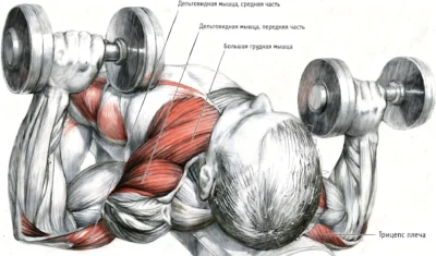 zhim-gantelej-na-naklonnoj-skame-myshczy-anatomiya