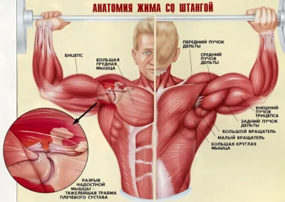 Жим из-за головы анатомия упражн zhim-iz-za-golovy-anatomiya-uprazhn