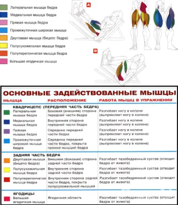 жим ногами работа мышц в упражнении кинезиология zhim-nogami-myshczy