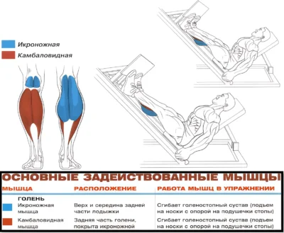 zhim-noskami-myshczy-up